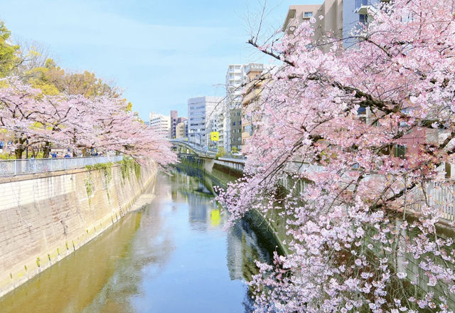 Tokyo Edogawa Bridge Cherry Blossoms 🌸