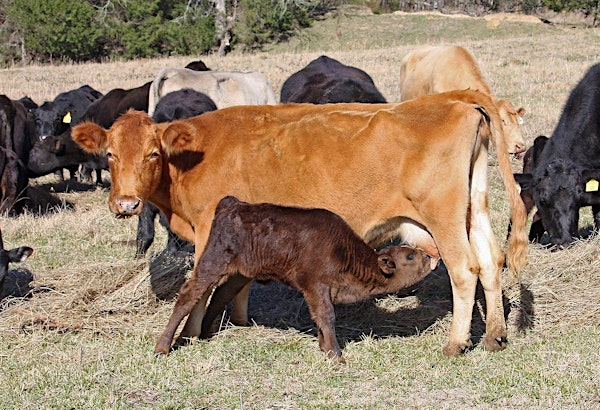 Grovedale - Livestock Calving Seminar | Grovedale Community Club Agricultural Society
