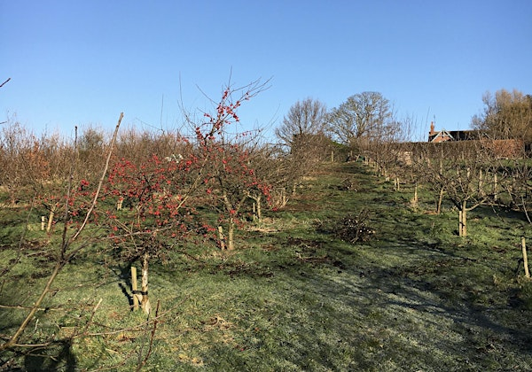 Winter Pruning Workshop | Tyninghame Organic Orchard which is part of Tyninghame Community Farm