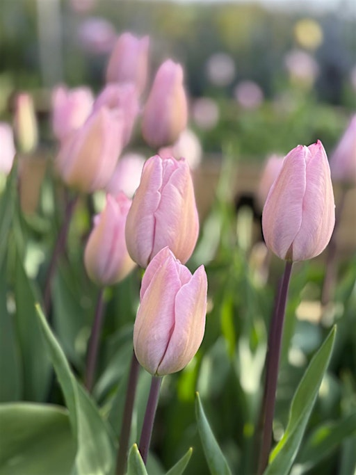 Easter Tulips: A Spring Talk and Pick Your Own at Sustainable Flower Farm | OX9 2NZ