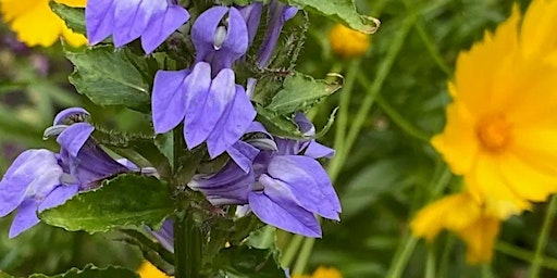 Pollinator Week: Wildflower Giveaway | 3240 Mavis Rd