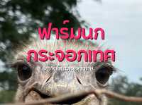 ฟาร์มนกกระจอกเทศ 