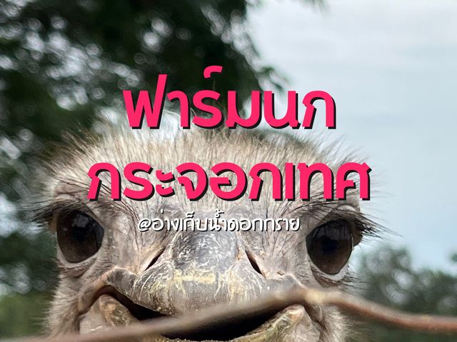 ฟาร์มนกกระจอกเทศ 