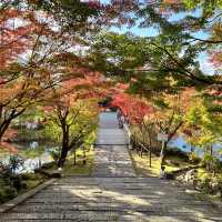 【京都】永観堂の美しい紅葉🍁