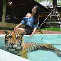 🐯Tiger Kingdom Phuket,Thailand 🇹🇭