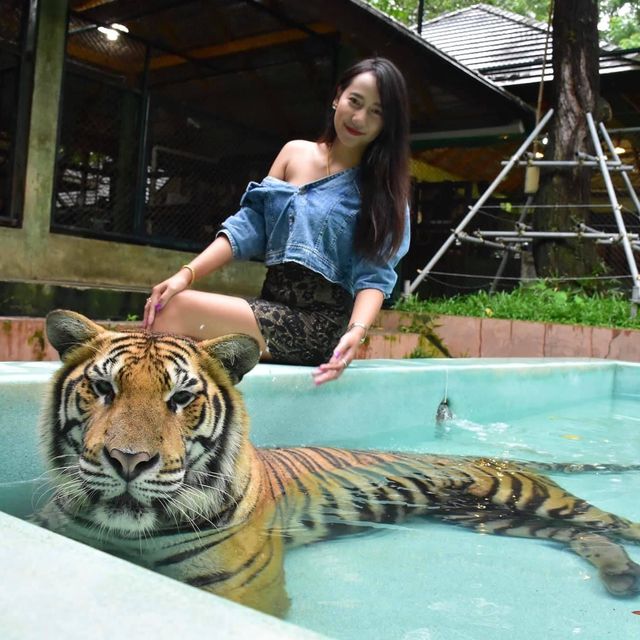 🐯Tiger Kingdom Phuket,Thailand 🇹🇭
