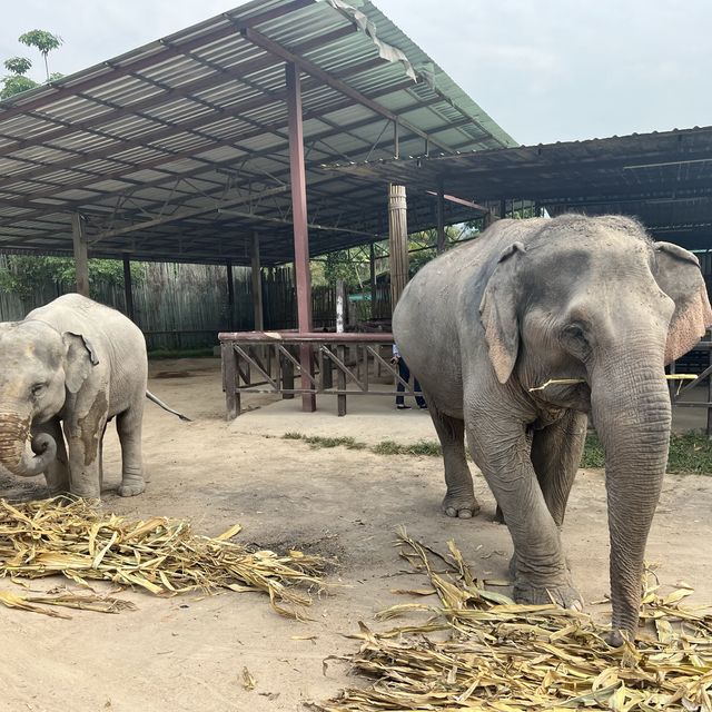 A Day with the Elephants 🐘 in Chiang Mai!
