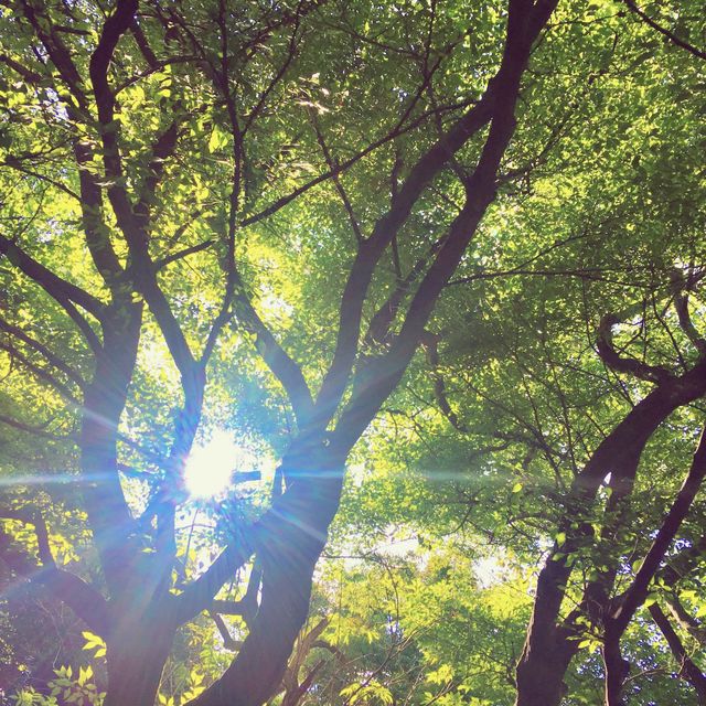 🌳 한라산에서 즐기는 숲캉스, 절물자연휴양림