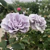 臺北玫瑰園/花博旁/圓山站