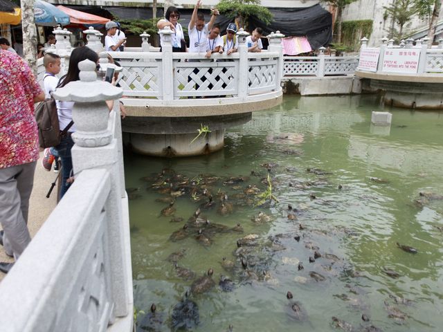 Tortoise Liberation Pond