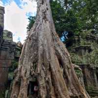 The Trees Roots Temple