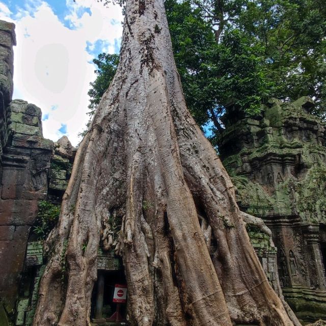 The Trees Roots Temple