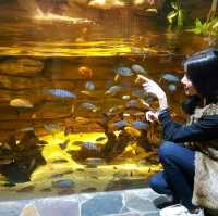 ชมโลกใต้ท้องทะเล ที่ Jeju Aqua Planet 🦈🐠🐙🐡🐟