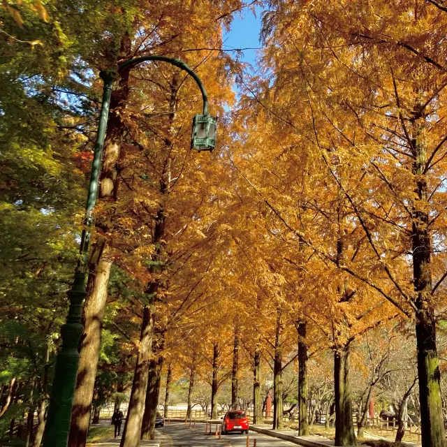 다가오는 가을 단풍구경 하기좋은 구미 금오산도립공원