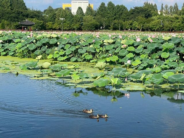 Deokjin Park Day View 