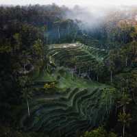 RICE TERRACE TEGALALANG