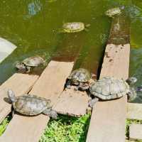 Getting up close with turtles and tortoises