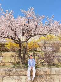서울도 벚꽃 폈댱🌸