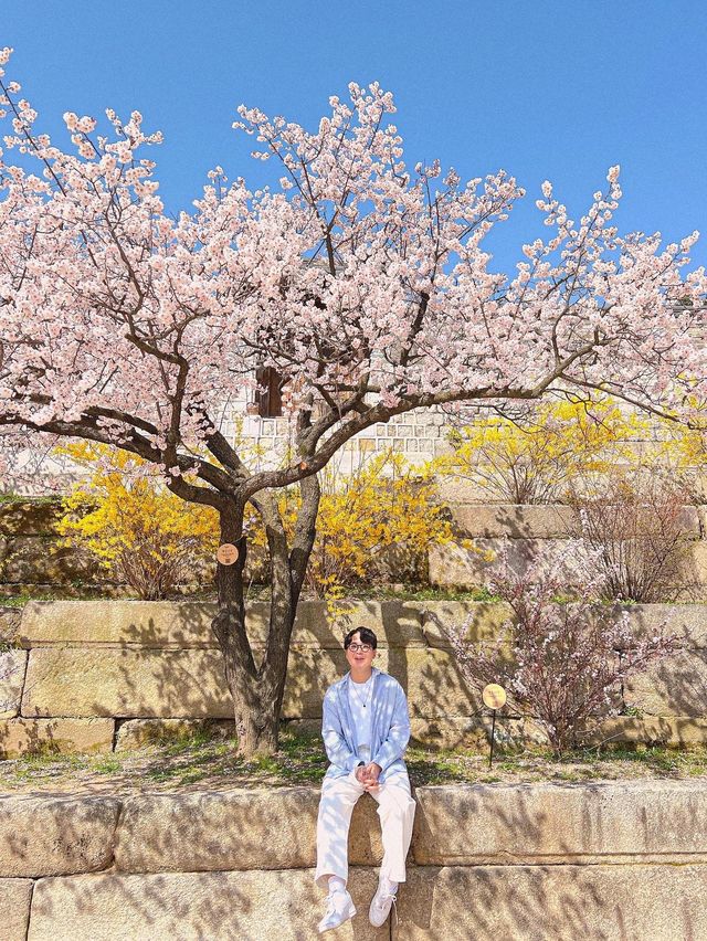 서울도 벚꽃 폈댱🌸