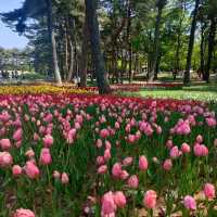 #Tulips Season♥️♥️