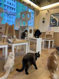 港版《大叔的愛》取景餐廳 - 貓之茶房🐱