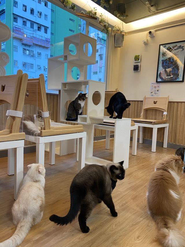 港版《大叔的愛》取景餐廳 - 貓之茶房🐱