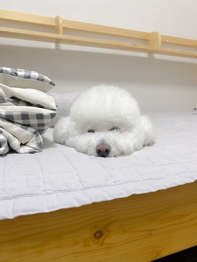 홍천 애견동반숙소 강력추천