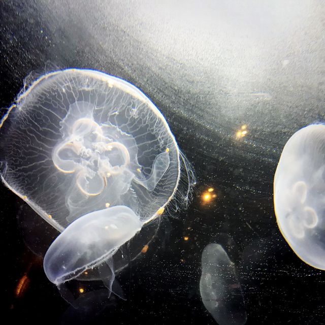 神秘的な深海魚たち🐟