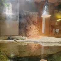 いろんなカメがいる！京都市動物園　熱帯館