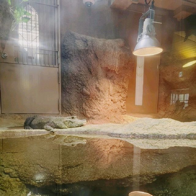いろんなカメがいる！京都市動物園　熱帯館