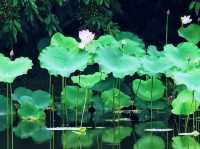 濕地公園睇荷花