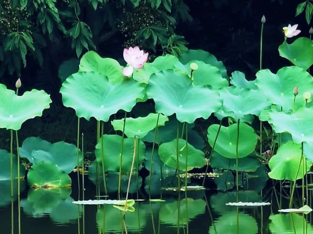 濕地公園睇荷花