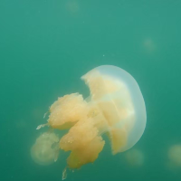 【パラオ】パラオといえばの大人気な湖