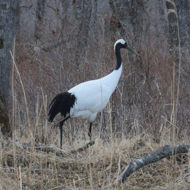 野生動物と出会えるカヌーツアー