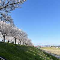【穴場桜スポット】おの桜づつみ回廊