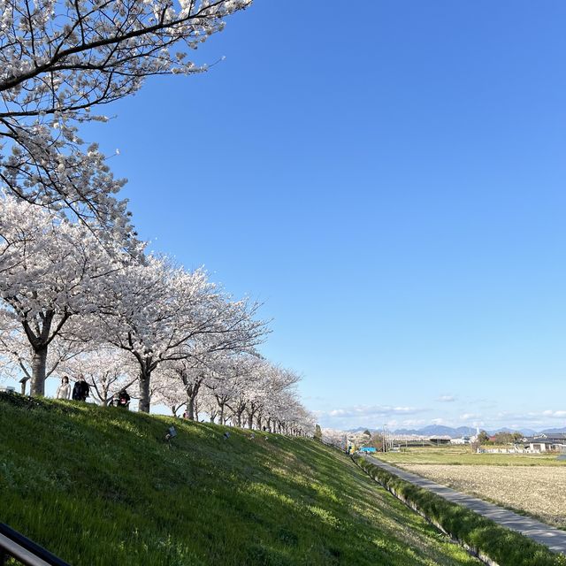 【穴場桜スポット】おの桜づつみ回廊