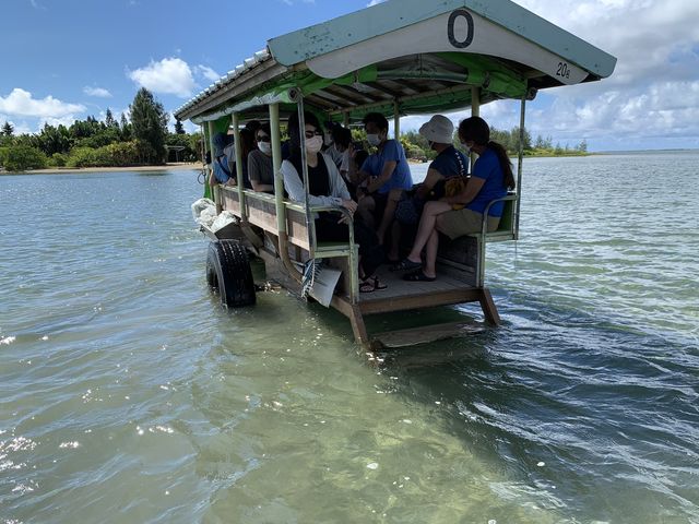沖縄　沖縄旅行　水牛車でおじぃの唄を聴きながら、ゆったり渡る由布島❗️