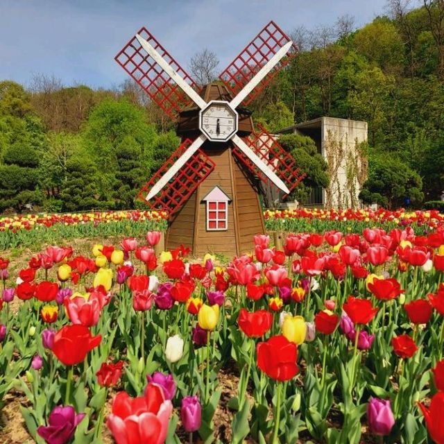 Plentiful tulips at Bucheon Mureungdowon