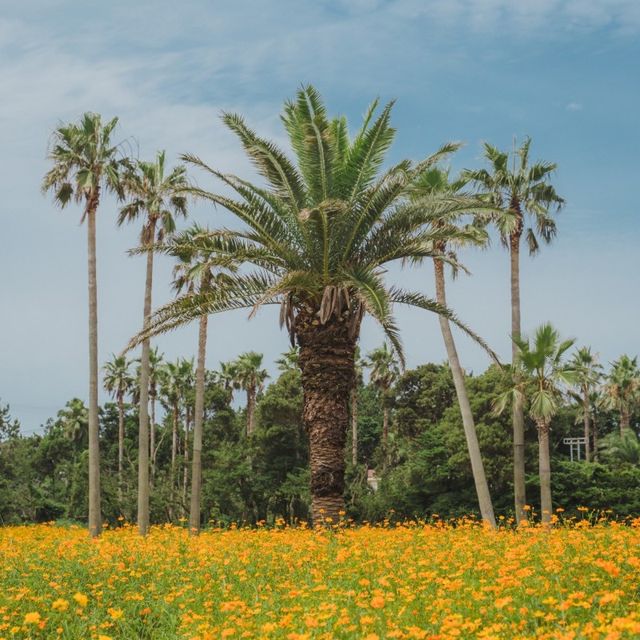 예쁜 꽃밭이 있는 제주 리조트, 소노캄 제주 