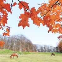 北海道＊キトウシ森林公園