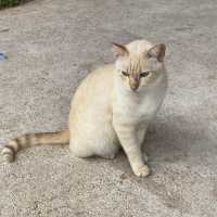 Cat cafe ทริปนี้เอามาฝากทาสแมวคนรักแมว