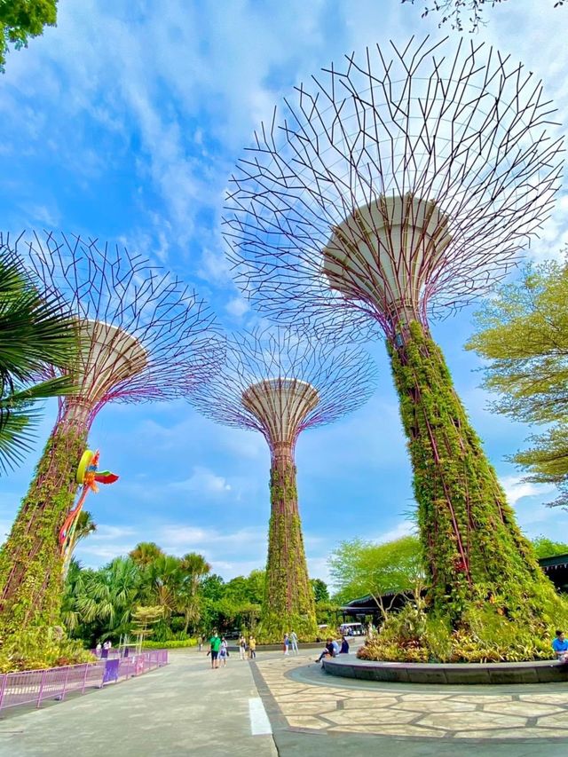 Supertree Grove 🌴มาสิงคโปร์ต้องไม่พลาด