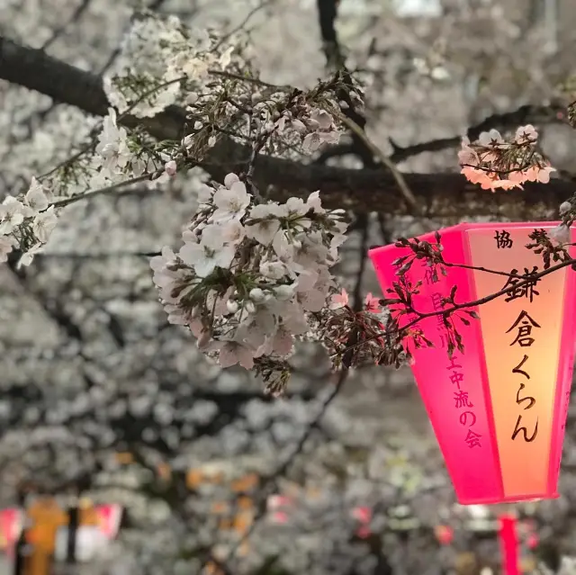 讓人著迷的目黑川櫻花夜色