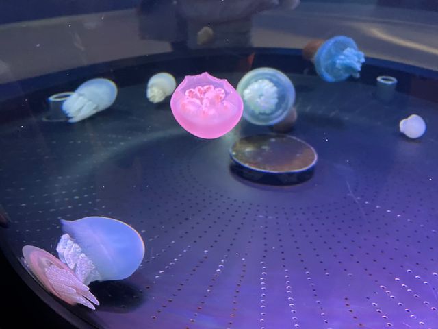 ペンギンの餌やり体験も🐧ふれあい体験がいっぱいの水族館🐟