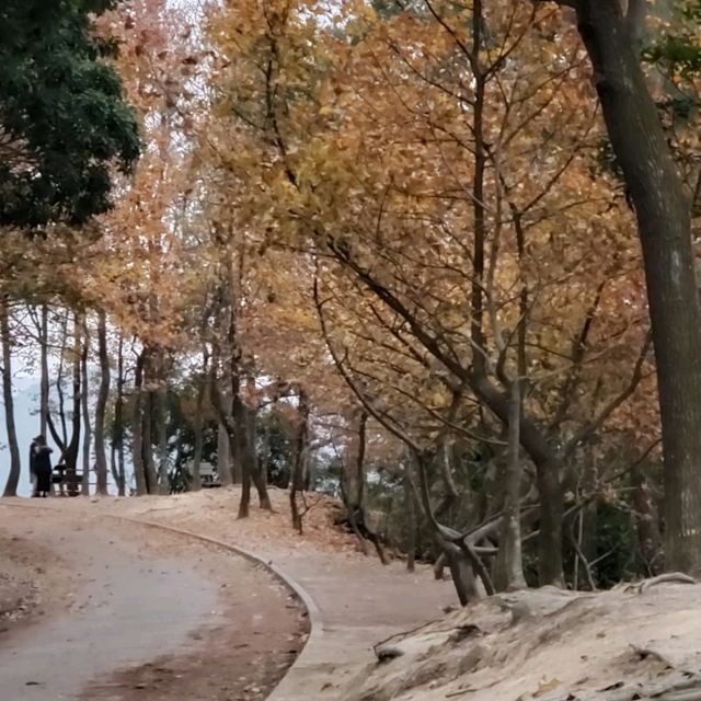 睇紅葉季節~~大棠紅葉🥰🤩😍 睇紅葉季節~~大棠紅葉🥰🤩😍