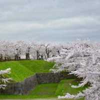 五陵郭公園五星芒櫻花道