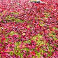 【京都・南禅寺】まだまだ見頃の紅葉