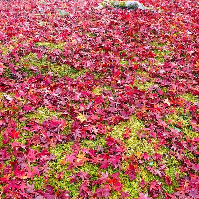 【京都・南禅寺】まだまだ見頃の紅葉