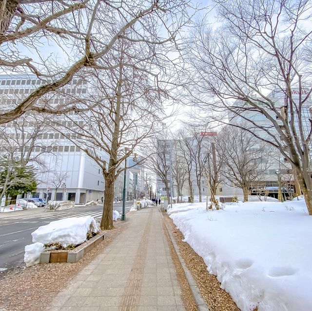 冬の札幌大通り公園の雪道散策