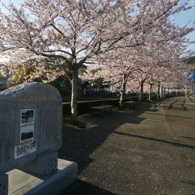 [佐賀]春の風物詩🌸鯉のぼり🎏泳ぐ「川上狭」